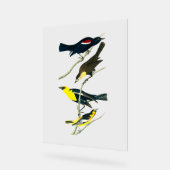 Audubon Birds - Starling Oriole Troopial Acrylschild (Winkel)