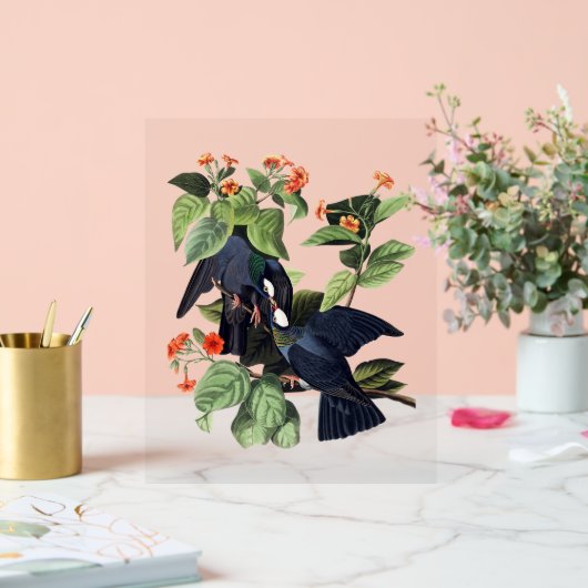 Audubon Birds - Weißgekrönte Tauben Acrylschild (Hochzeit)