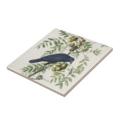 Audubon Black Crow American Bird Illustration Fliese (Seite)