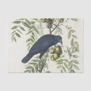 Audubon Black Crow American Bird Illustration Seidenpapier