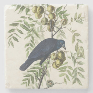 Audubon Black Crow American Bird Illustration Steinuntersetzer