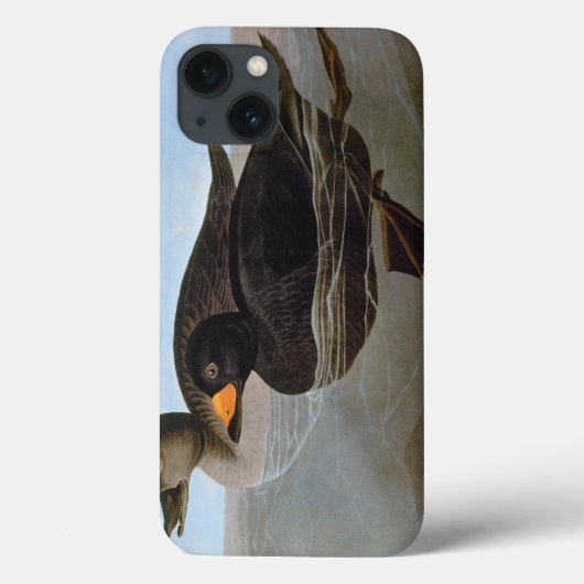 Audubon: Black Scoter Case-Mate iPhone Hülle (Rückseite)