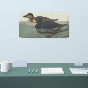 Audubon Black Scoter Druck: Vintage Küstenente Banner
