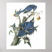 Audubon Blue Jay Poster (Vorne)