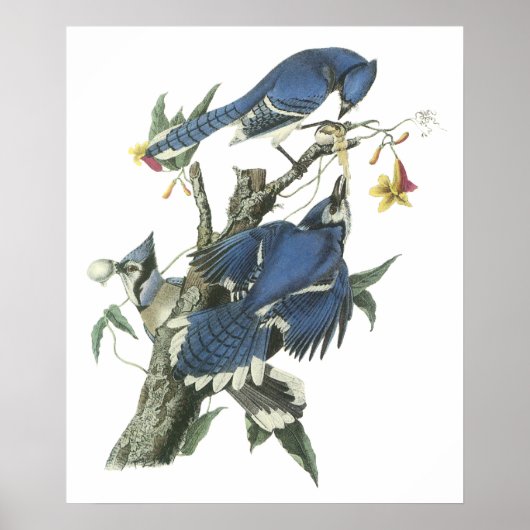 Audubon Blue Jay Poster (Vorne)