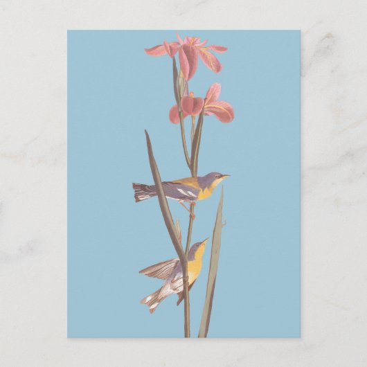 Audubon Blue Yellowback Warbler Song Birds Postkarte (Vorderseite)