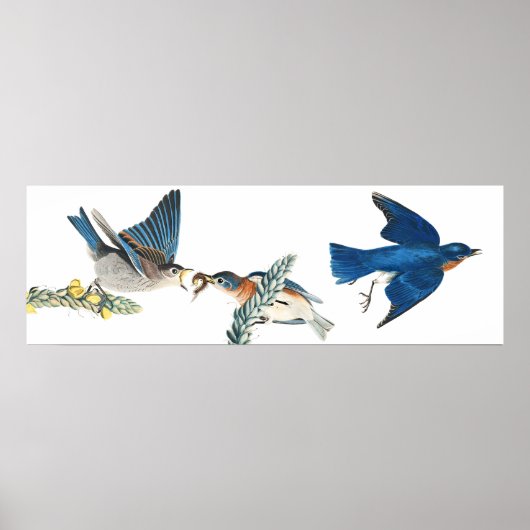 Audubon Bluebird Birds Animal Wildlife Poster (Vorne)