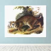 Audubon (Bobcat) Leinwanddruck (Insitu (Holzboden))