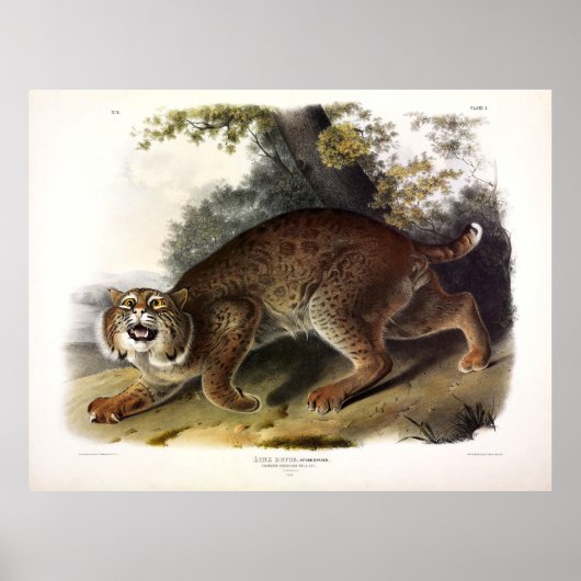 Audubon (Bobcat) Poster (Vorne)