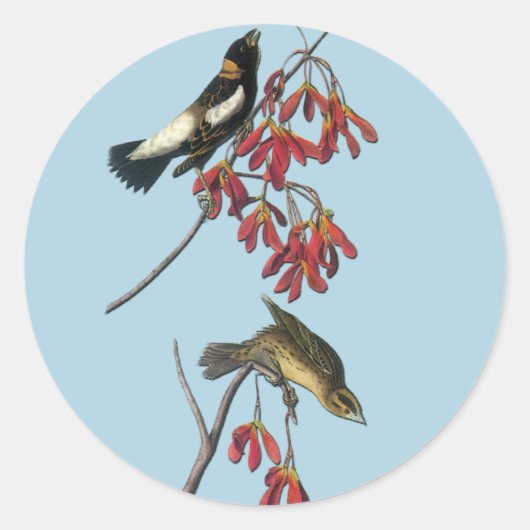 Audubon Bobolink Bird Art Stickers (Vorderseite)