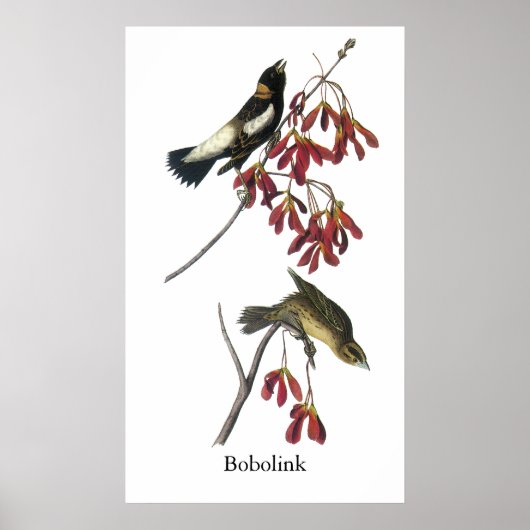 Audubon Bobolink Poster (Vorne)