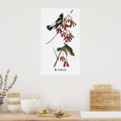 Audubon Bobolink Poster (Küche)