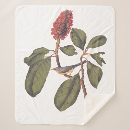 Audubon Bonaparte Flycatcher Bird Sherpadecke (Vorderseite)