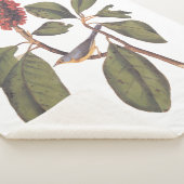 Audubon Bonaparte Flycatcher Bird Sherpadecke (3/4)