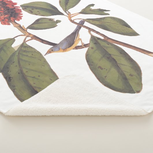 Audubon Bonaparte Flycatcher Bird Sherpadecke (3/4)