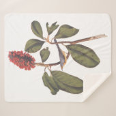 Audubon Bonaparte Flycatcher Bird Sherpadecke (Vorderseite (Horizontal))