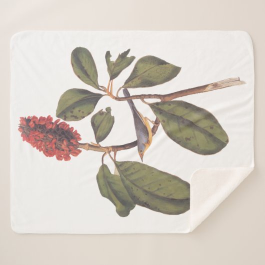 Audubon Bonaparte Flycatcher Bird Sherpadecke (Vorderseite (Horizontal))