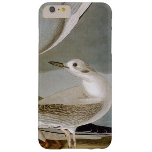 Audubon: Bonapartes Möve Barely There iPhone 6 Plus Hülle