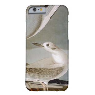 Audubon: Bonapartes Möve Barely There iPhone 6 Hülle