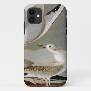 Audubon: Bonapartes Möve Case-Mate iPhone Hülle
