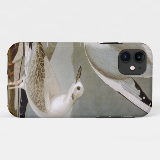 Audubon: Bonapartes Möve Case-Mate iPhone Hülle (Rückseite (Horizontal))