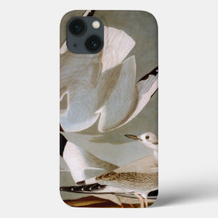 Audubon: Bonapartes Möve Case-Mate iPhone Hülle