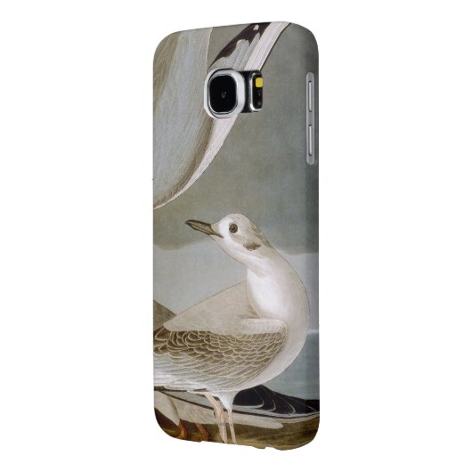 Audubon: Bonapartes Möve Case-Mate Samsung Galaxy Hülle (Rückseite Links)