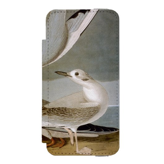 Audubon: Bonapartes Möve Incipio iPhone Geldbeutel-Hülle (Folio Vorderseite)