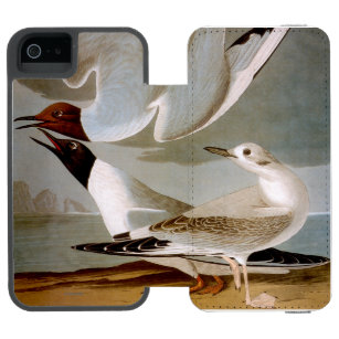 Audubon: Bonapartes Möve Incipio Watson™ iPhone 5 Geldbörsen Hülle