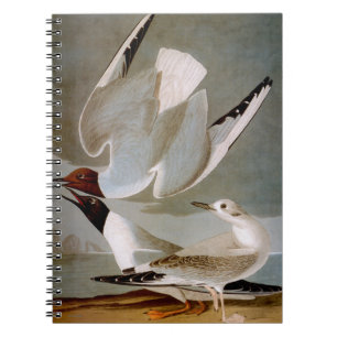 Audubon: Bonapartes Möve Notizblock
