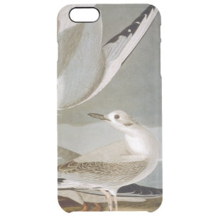 Audubon: Bonapartes Möve Durchsichtige iPhone 6 Plus Hülle