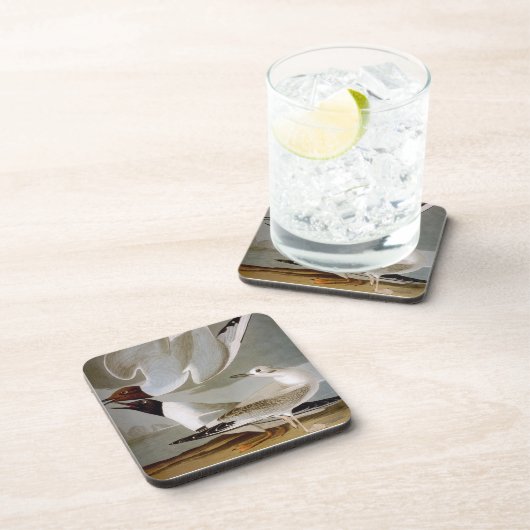 Audubon: Bonapartes Möve Untersetzer (Rechte Seite)