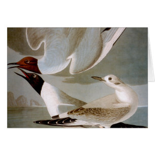 Audubon: Bonapartes Möwe