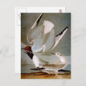 Audubon: Bonapartes Möwe Postkarte (Vorne/Hinten)