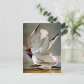 Audubon: Bonapartes Möwe Postkarte (Stehend Vorderseite)