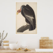 Audubon California Vulture (2609A) Poster (Küche)