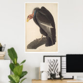 Audubon California Vulture (2609A) Poster (Heimbüro)