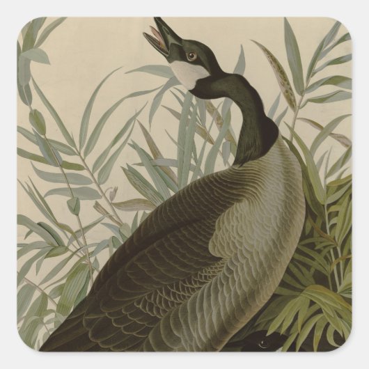 Audubon Canada Goose Wildlife Bird Quadratischer Aufkleber (Vorderseite)