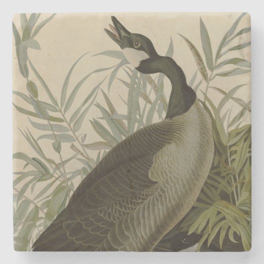 Audubon Canada Goose Wildlife Bird Steinuntersetzer (Vorderseite)