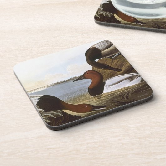 Audubon: Canvasback Getränkeuntersetzer (Linke Seite)