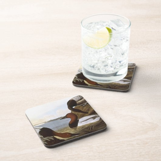 Audubon: Canvasback Getränkeuntersetzer (Rechte Seite)