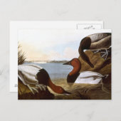 Audubon: Canvasback Postkarte (Vorne/Hinten)