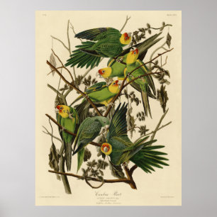 Audubon Carolina-Papagei-Vogelillustration Poster