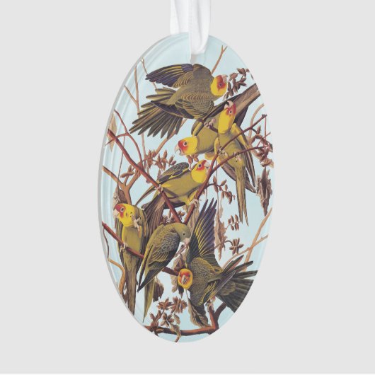 Audubon Carolina Parakeet Flock Ornament (Vorderseite)