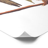 Audubon Carolina Parakeet Trio Poster (Ecke)