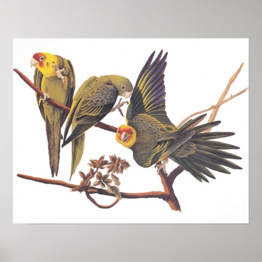 Audubon Carolina Parakeet Trio Poster (Vorne)