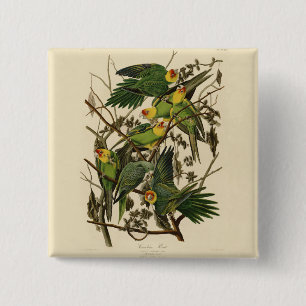 Audubon Carolina Parrot Bird Illustration Button