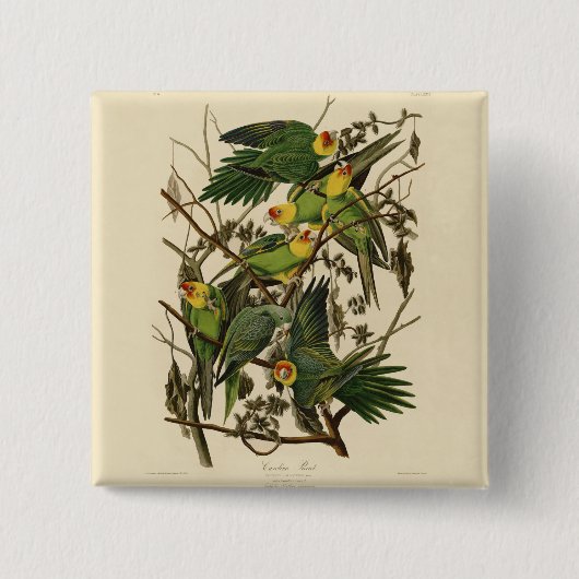 Audubon Carolina Parrot Bird Illustration Button (Vorderseite)