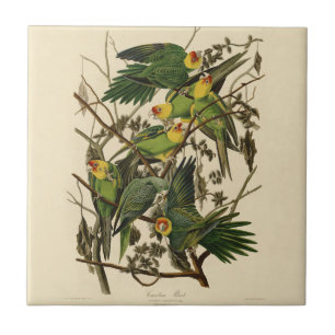 Audubon Carolina Parrot Bird Illustration Fliese