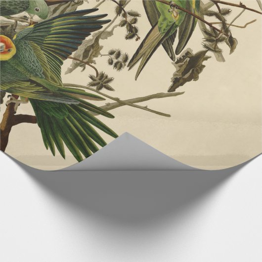 Audubon Carolina Parrot Bird Illustration Geschenkpapier (Ecke)